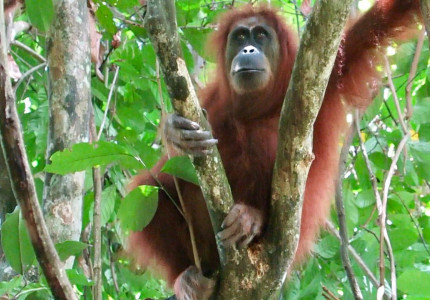 Private Full-Day Bukit Lawang Trekking Tour From Medan