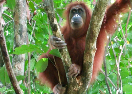 Private Full-Day Bukit Lawang Trekking Tour From Medan