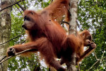 Private Full-Day Bukit Lawang Trekking Tour