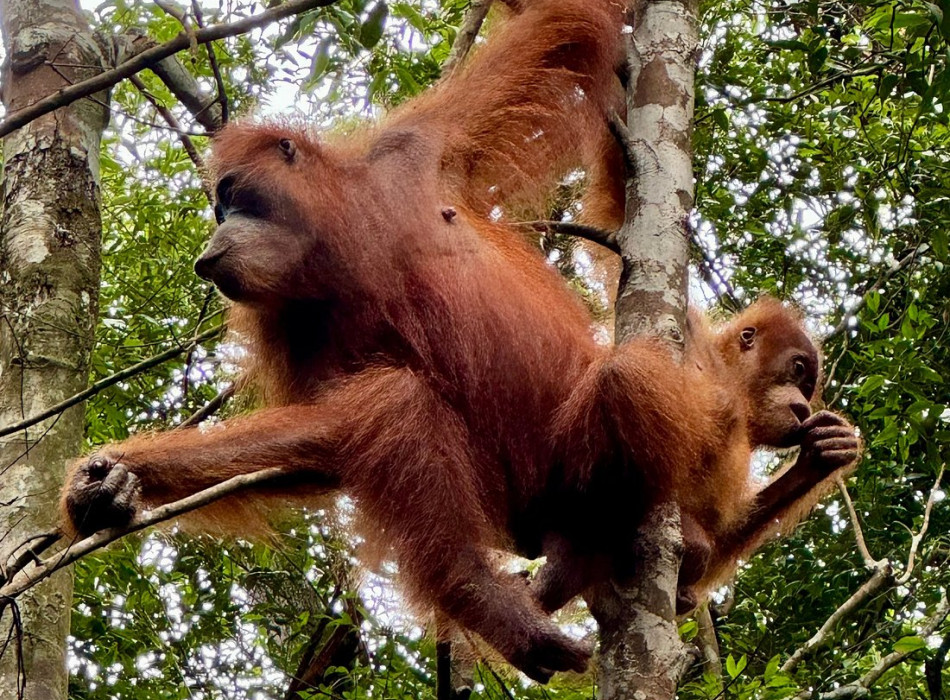 Private Full-Day Bukit Lawang Trekking Tour