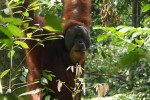 Full-Day Bukit Lawang Trekking Tour