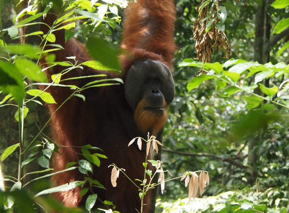 Full-Day Bukit Lawang Trekking Tour