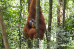 Bukit Lawang Trekking Tour From Medan
