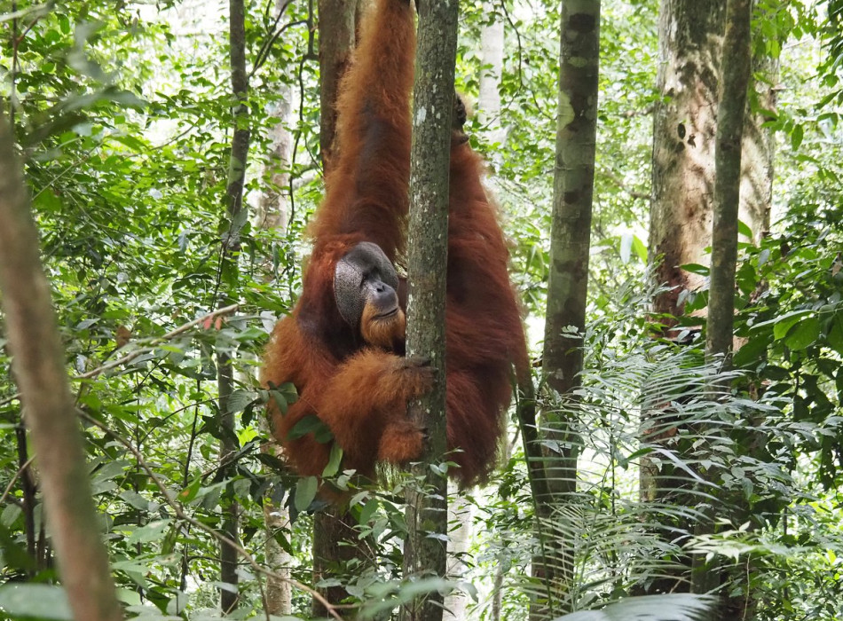 Bukit Lawang Trekking Tour From Medan