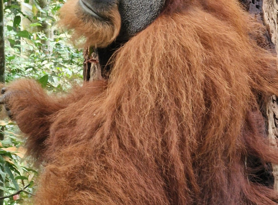 Full-Day Bukit Lawang Trekking Tour