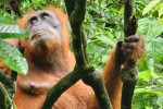 From Medan Bukit Lawang Orangutan Trekking Full-Day Tour