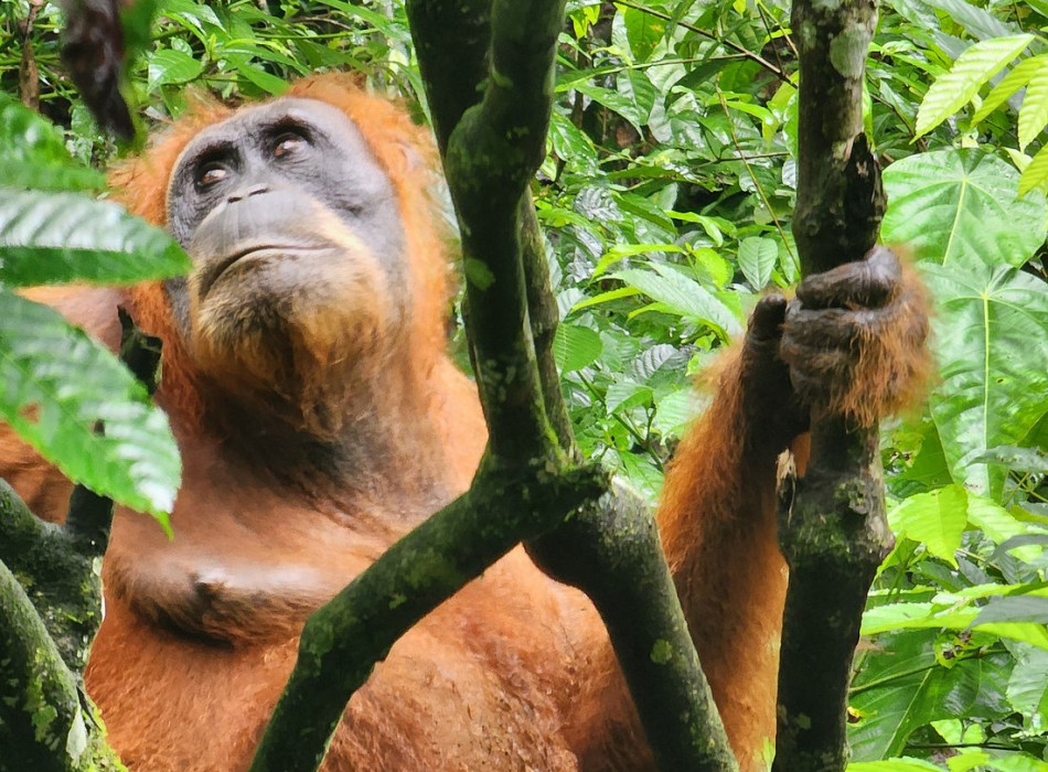 From Medan Bukit Lawang Orangutan Trekking Full-Day Tour