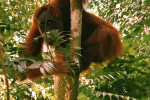 From Medan Bukit Lawang Orangutan Jungle Trekking Full-Day Tour