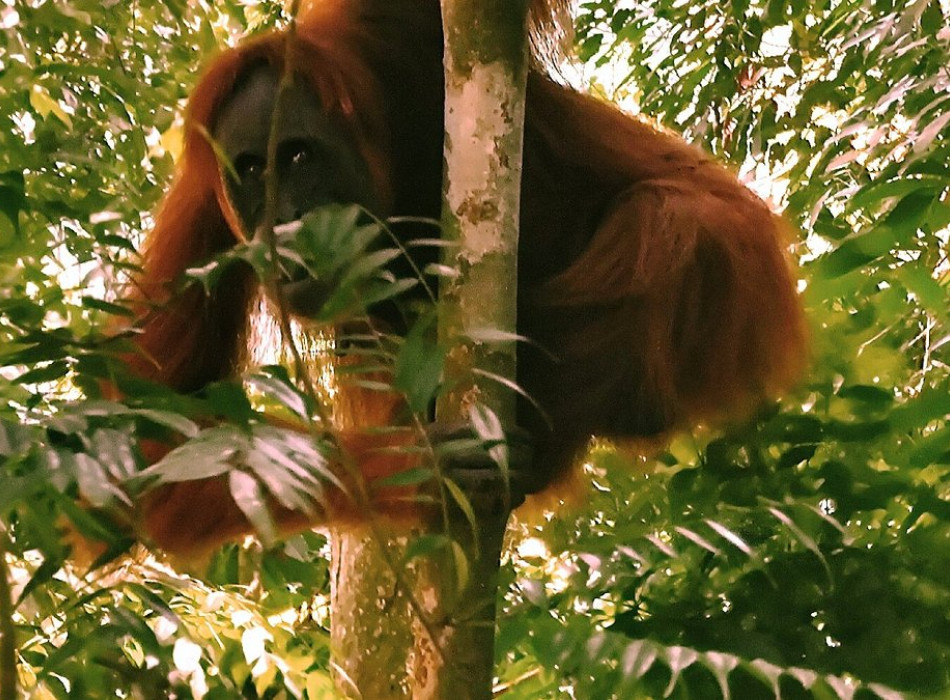 From Medan Bukit Lawang Orangutan Jungle Trekking Full-Day Tour