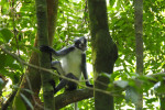 Private Full-Day Bukit Lawang Trekking Tour
