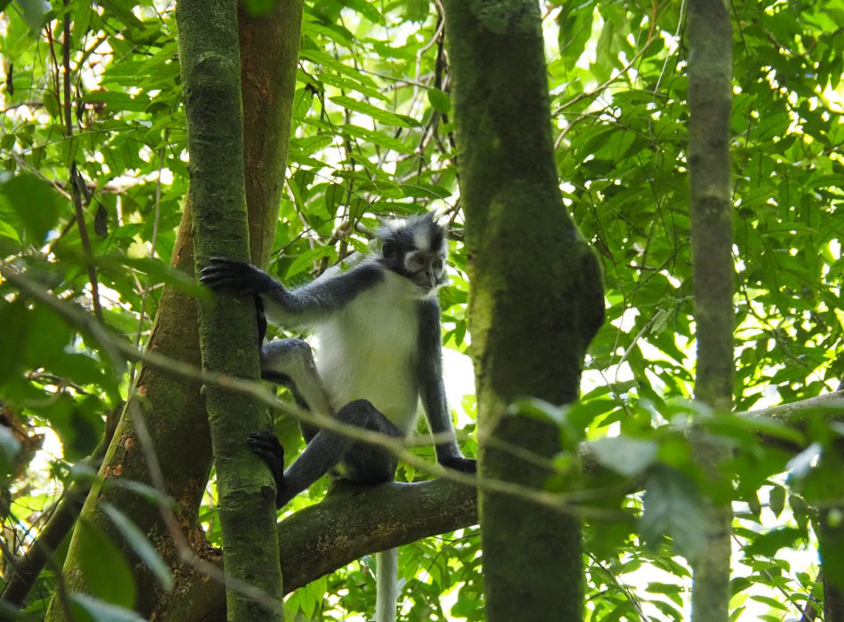 Private Full-Day Bukit Lawang Trekking Tour