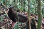 Private Bukit Lawang Trekking Full-Day Tour From Medan