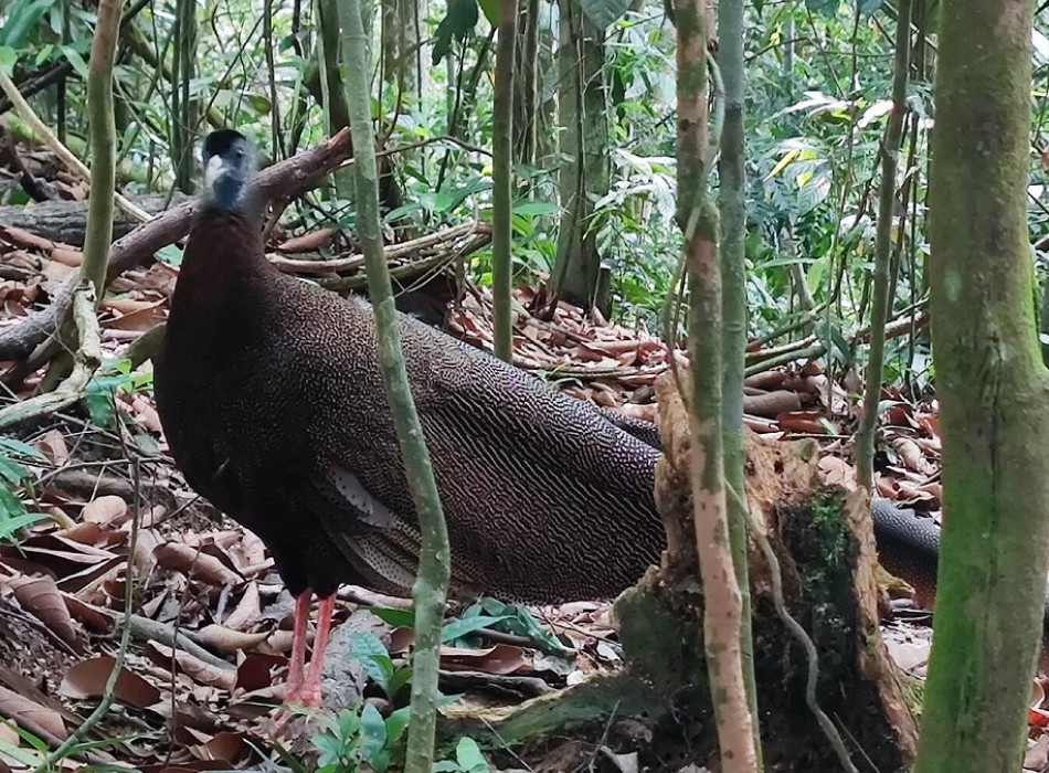 Private Bukit Lawang Trekking Full-Day Tour From Medan