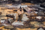 Bukit Lawang Trekking Full-Day Tour From Medan
