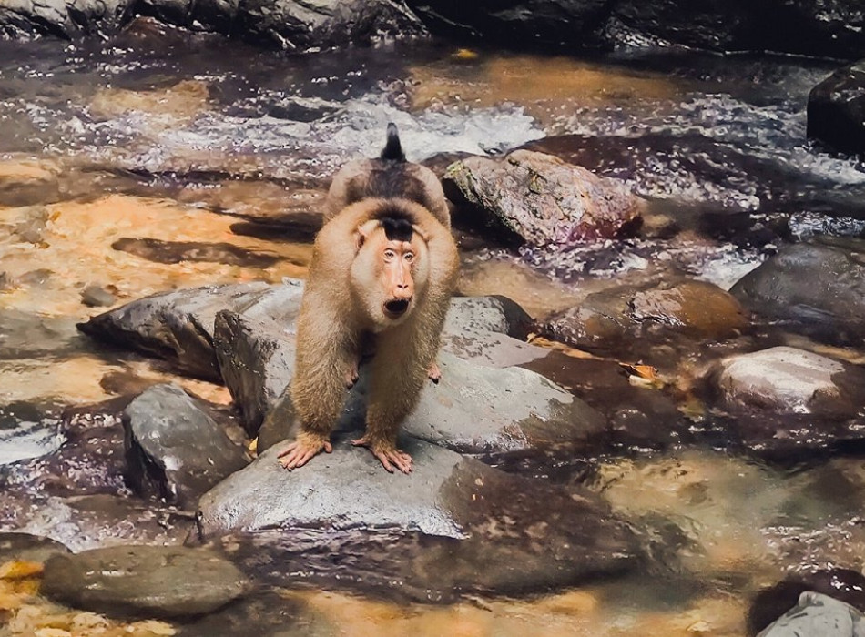 Bukit Lawang Trekking Full-Day Tour From Medan