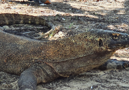 Komodo One Day Tour from Labuan Bajo by Wooden Boat