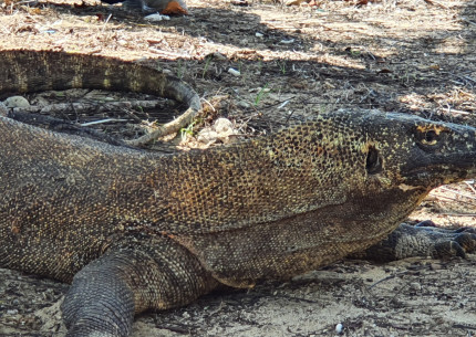 Komodo One Day Tour from Labuan Bajo by Wooden Boat