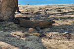 Komodo One Day Tour from Labuan Bajo by Wooden Boat