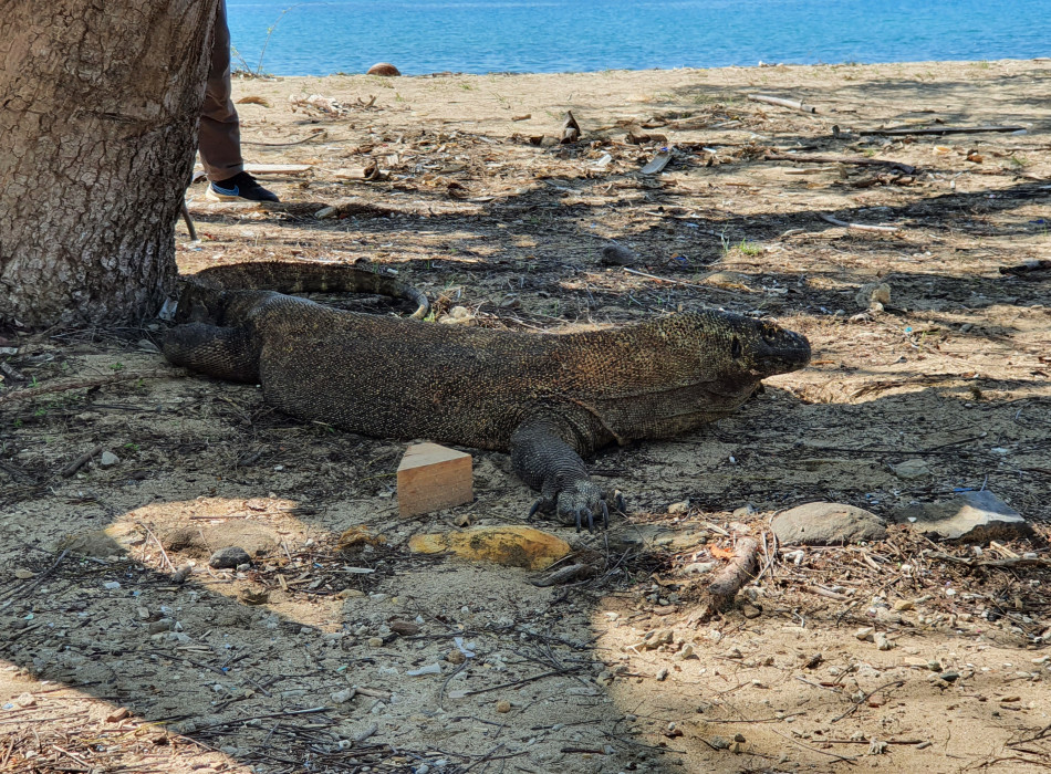 Komodo One Day Tour from Labuan Bajo by Wooden Boat