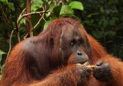 Orangutan Tour in Tanjung Puting National Park 2D1N