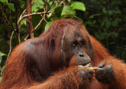 Orangutan Tour in Tanjung Puting National Park 2D1N