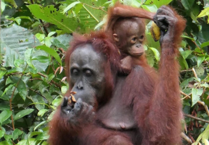 Orangutan Tour in Tanjung Puting National Park 4D3N