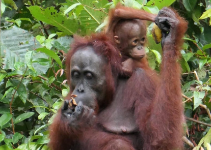 Orangutan Tour in Tanjung Puting National Park 4D3N