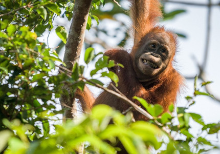 Orangutan Tour in Tanjung Puting National Park & Dayak 5D4N