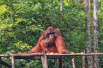 Orangutan Tour in Tanjung Puting National Park 2D1N