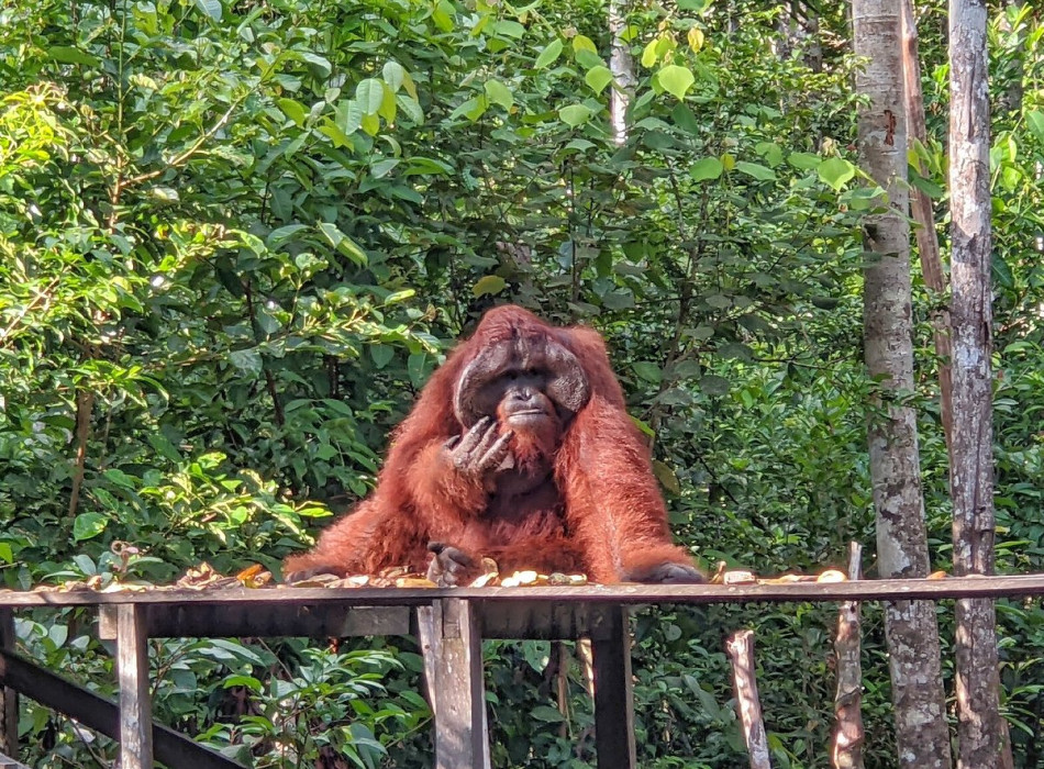 Orangutan Tour in Tanjung Puting National Park 2D1N