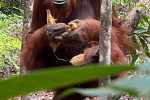 Orangutan Tour in Tanjung Puting National Park 2D1N
