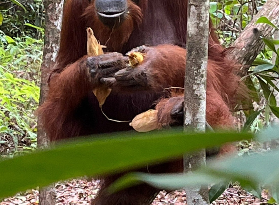 Orangutan Tour in Tanjung Puting National Park 2D1N