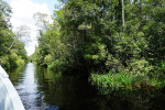 Orangutan Tour in Tanjung Puting National Park 2D1N
