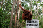 Orangutan Tour in Tanjung Puting National Park 2D1N