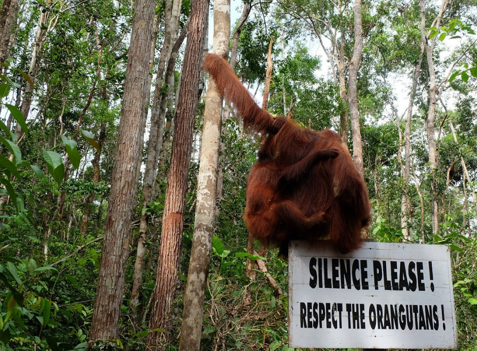 Orangutan Tour in Tanjung Puting National Park 2D1N