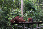Orangutan Tour in Tanjung Puting National Park 2D1N