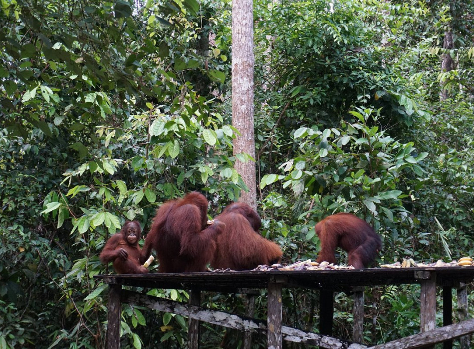 Orangutan Tour in Tanjung Puting National Park 2D1N