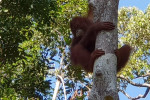 Orangutan Tour in Tanjung Puting National Park 2D1N