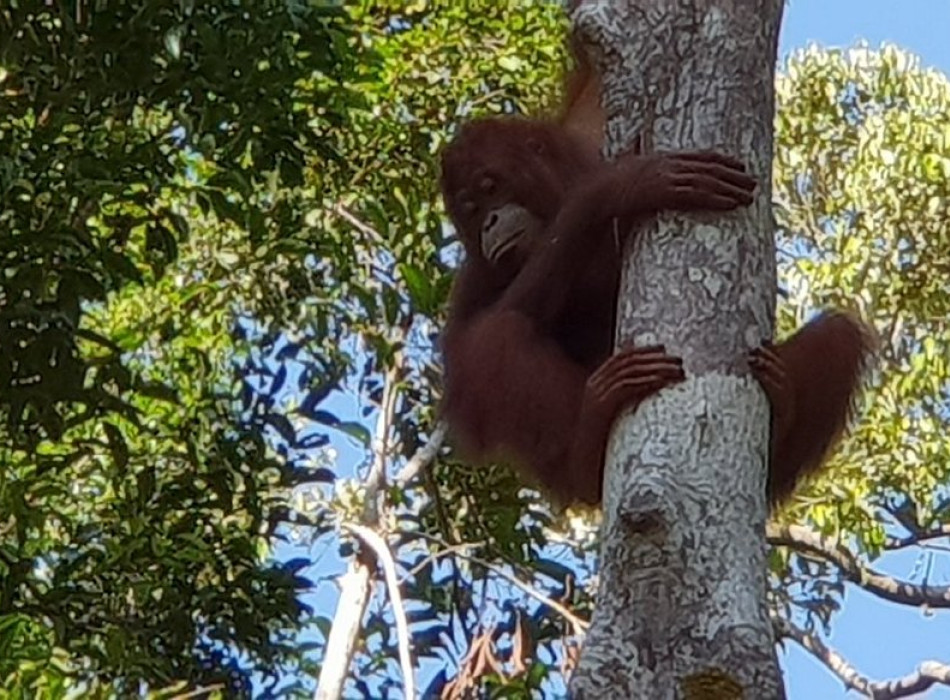 Orangutan Tour in Tanjung Puting National Park 2D1N