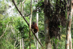 Orangutan Tour in Tanjung Puting National Park 2D1N