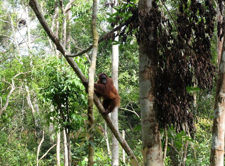 Orangutan Tour in Tanjung Puting National Park 2D1N