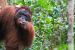 Orangutan Tour in Tanjung Puting National Park 3D2N