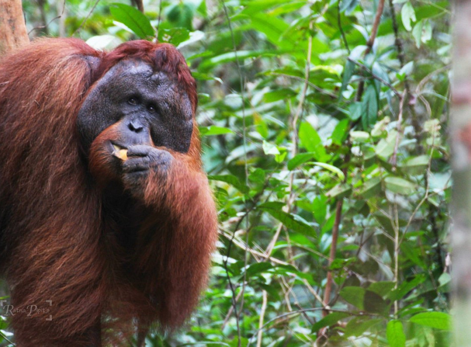 Orangutan Tour in Tanjung Puting National Park 3D2N
