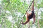 Orangutan Tour in Tanjung Puting National Park 3D2N