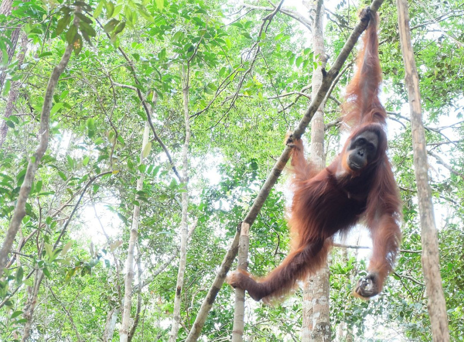 Orangutan Tour in Tanjung Puting National Park 3D2N