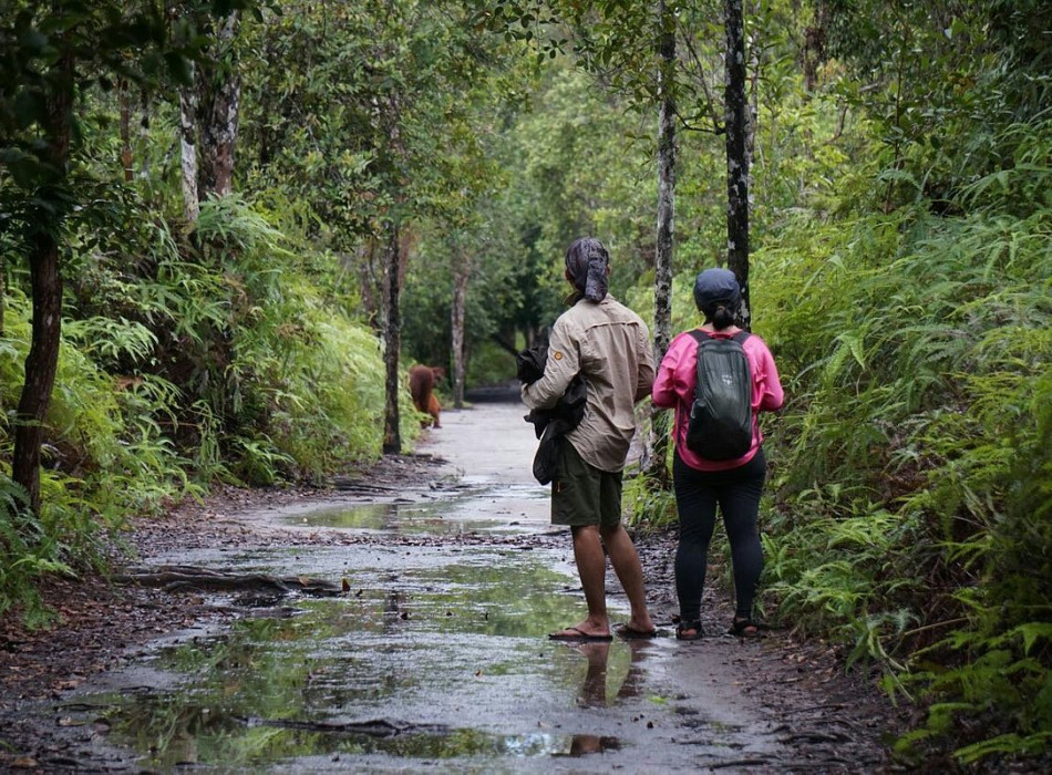 Orangutan Tour in Tanjung Puting National Park 3D2N