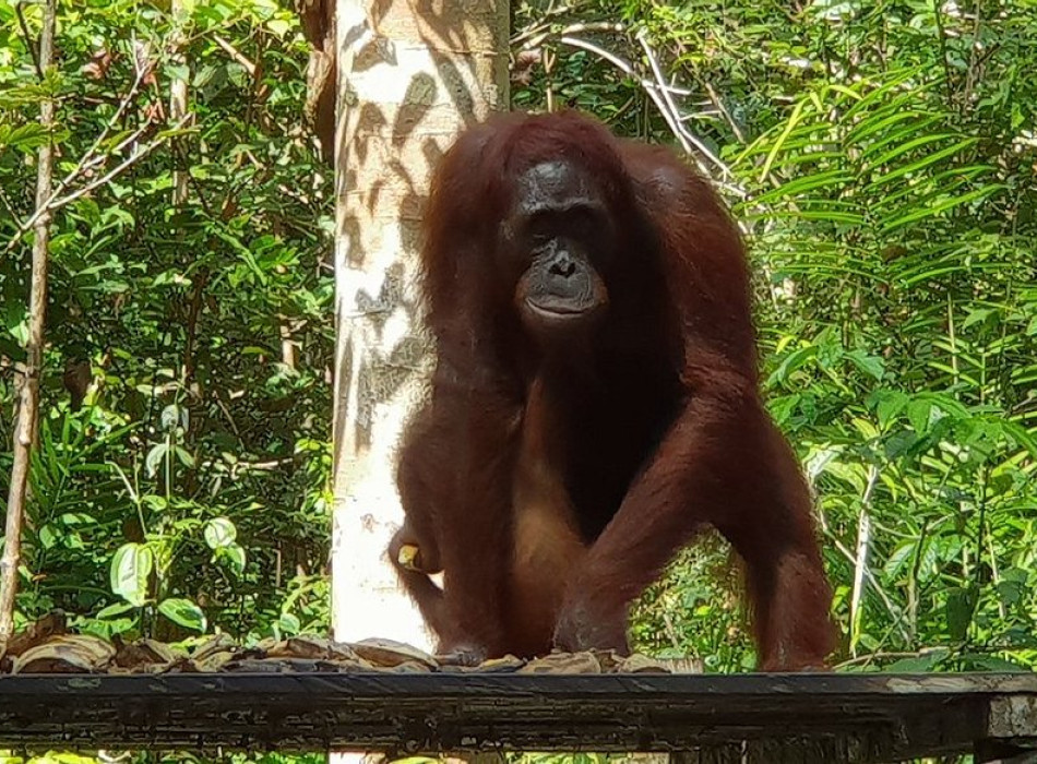 Orangutan Tour in Tanjung Puting National Park 3D2N