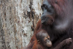 Orangutan Tour in Tanjung Puting National Park 3D2N