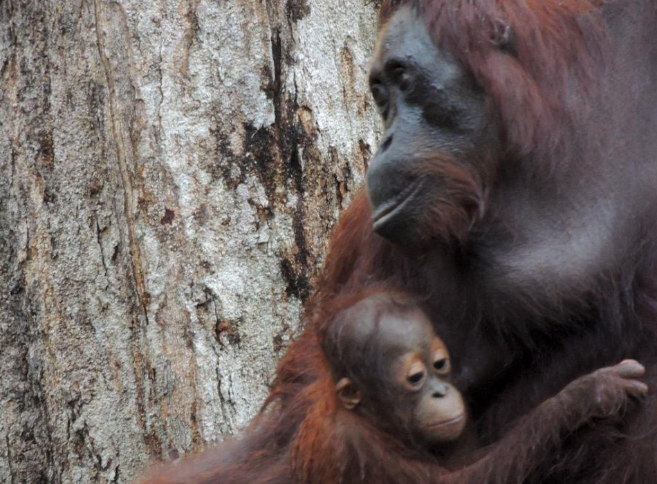 Orangutan Tour in Tanjung Puting National Park 3D2N