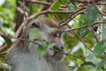 Orangutan Tour in Tanjung Puting National Park 3D2N